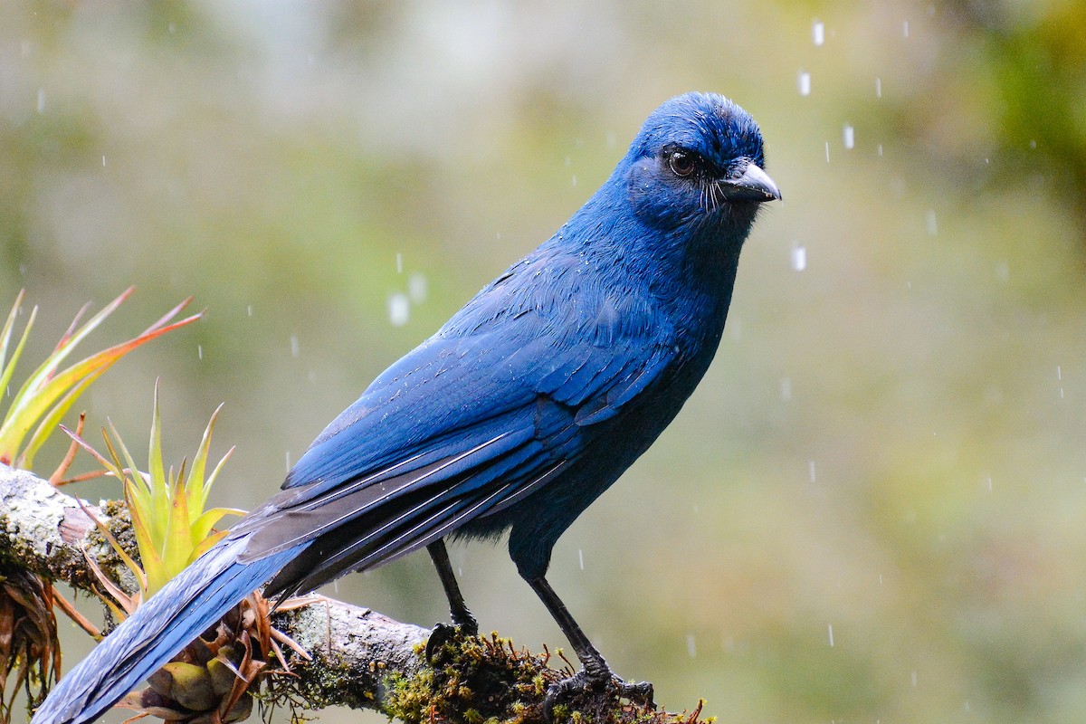Unicolored Jay - ML637804142