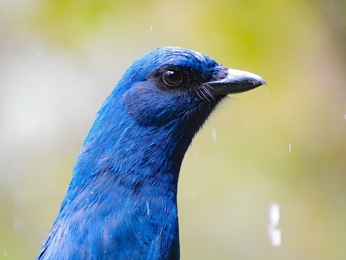 Unicolored Jay - ML637804143