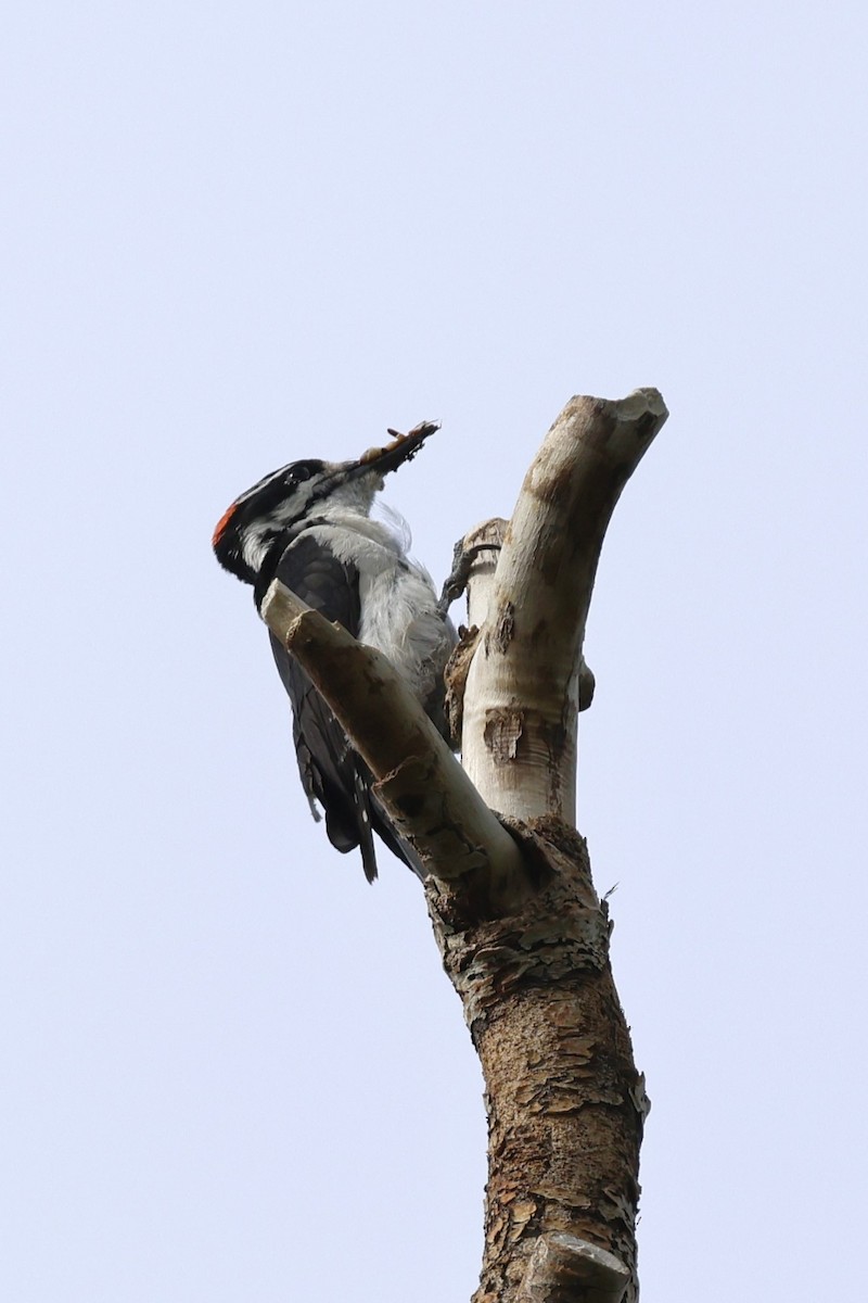 Hairy Woodpecker - ML637804146