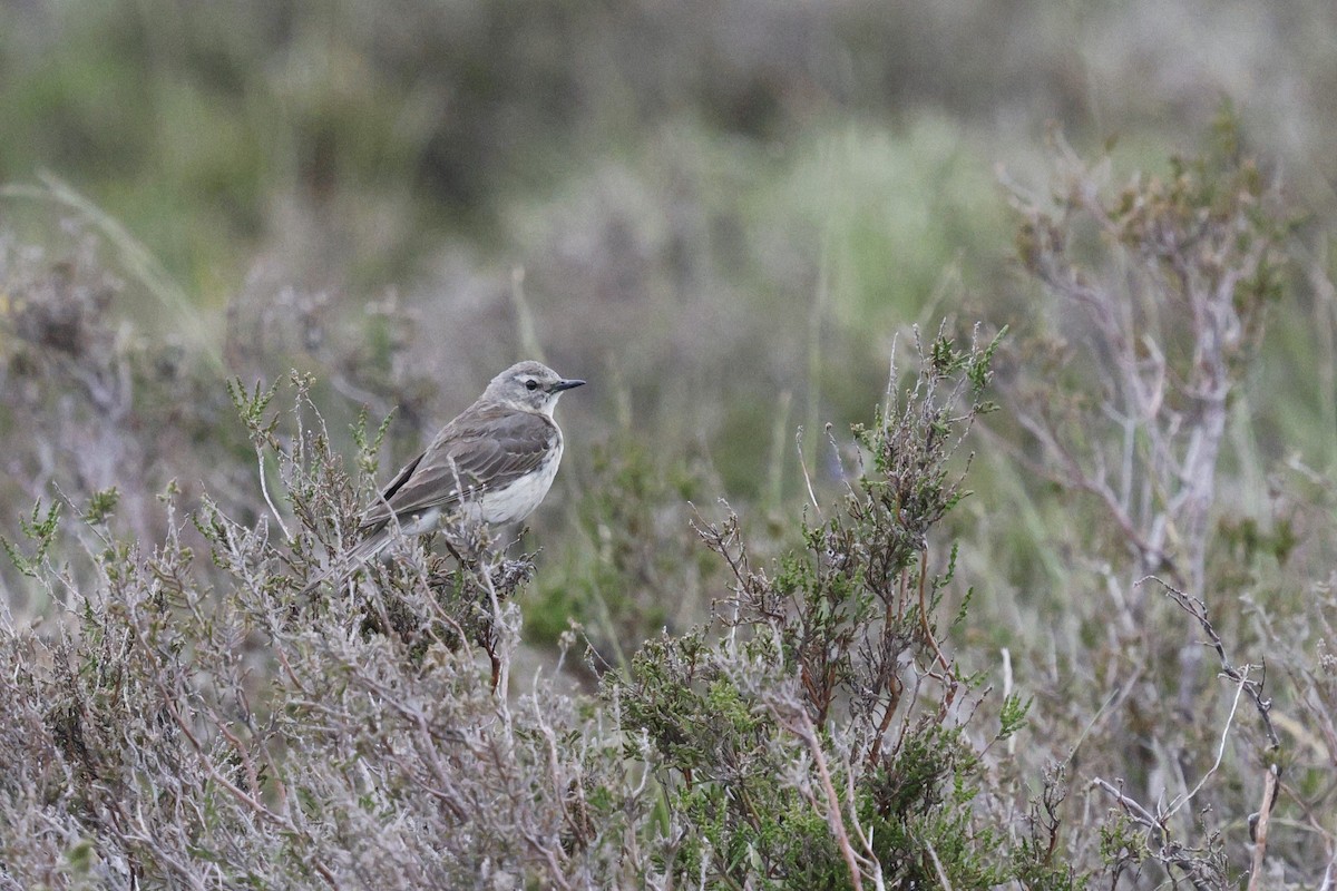 Water Pipit - ML637804153