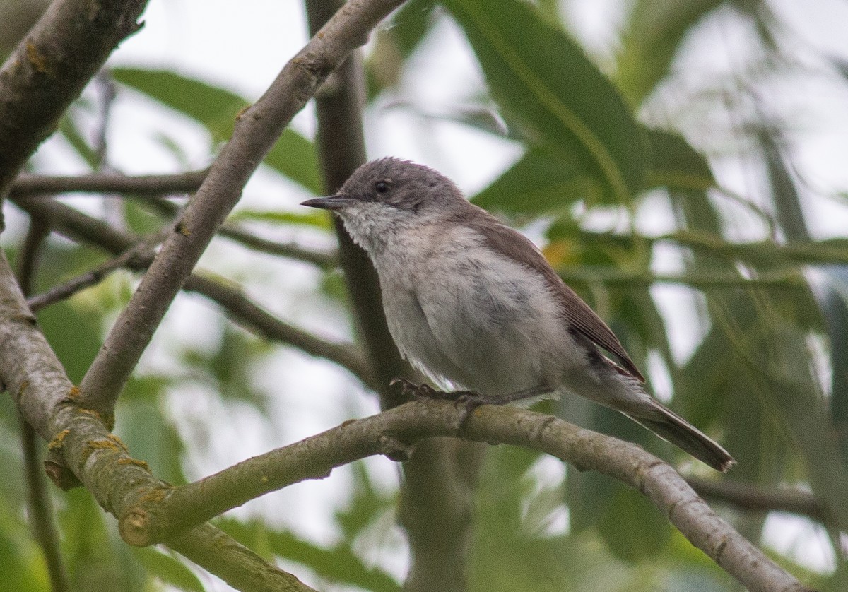 Lesser Whitethroat (Lesser) - ML637804167