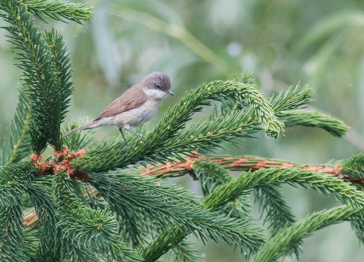 Lesser Whitethroat (Lesser) - ML637804173