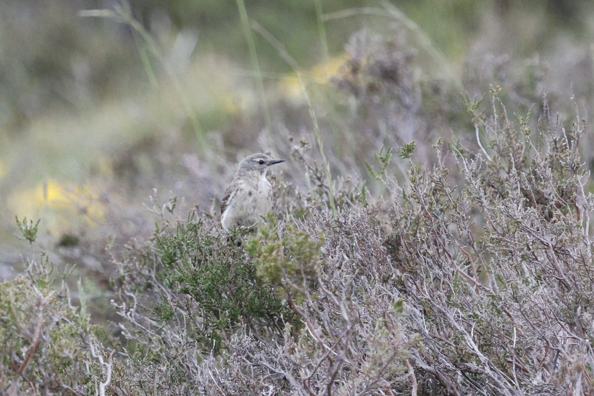 Water Pipit - ML637804210