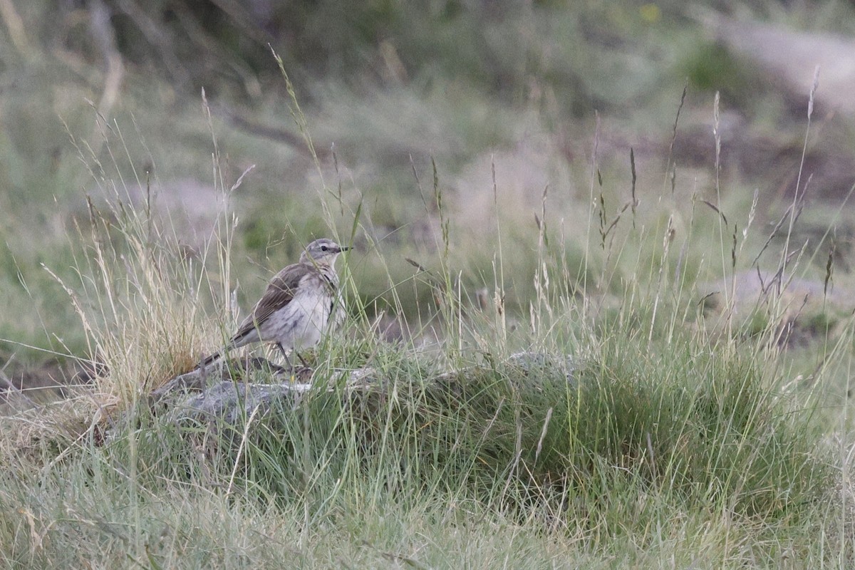 Water Pipit - ML637804259