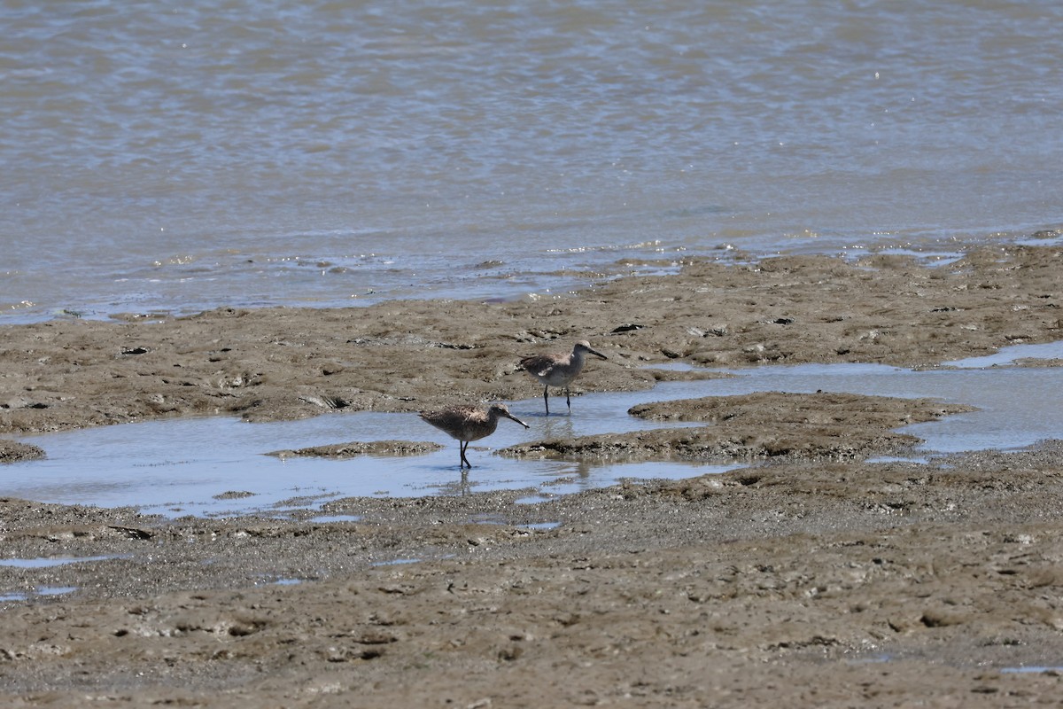 Willet - ML637804263
