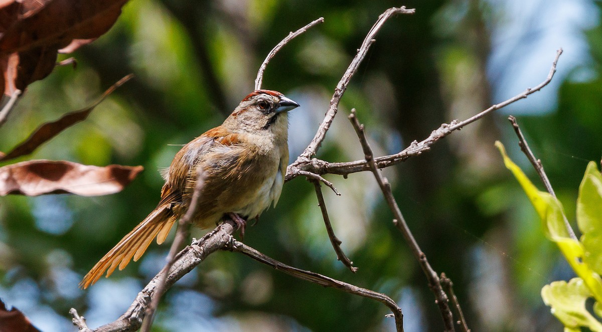 Rusty Sparrow - ML637804306