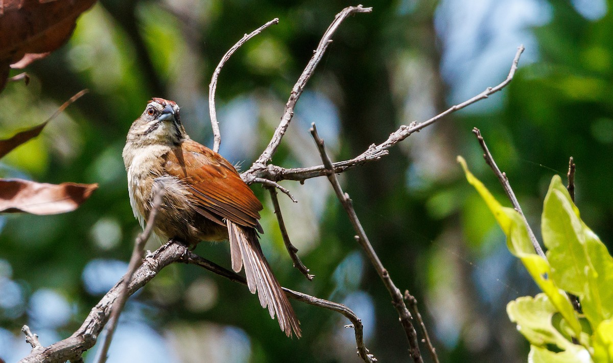 Rusty Sparrow - ML637804307