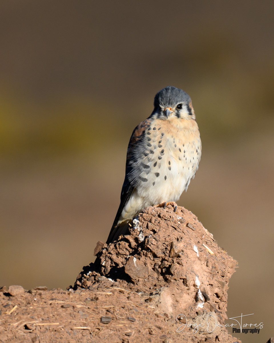 poštolka pestrá - ML637804326