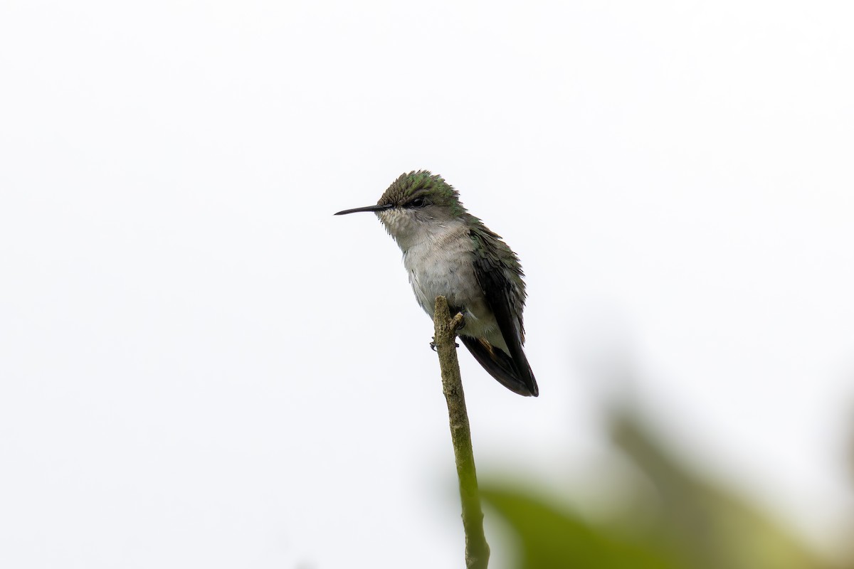 Colibrí Zumbadorcito - ML637804349