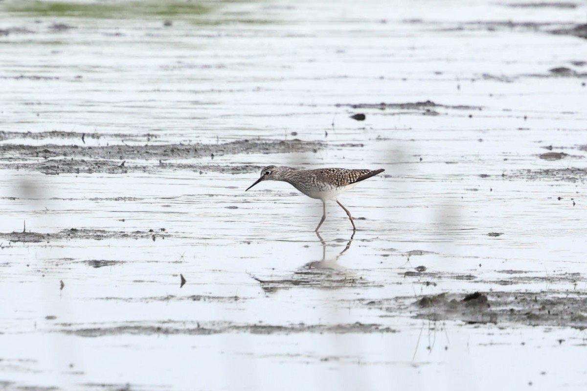 Lesser Yellowlegs - ML637804480