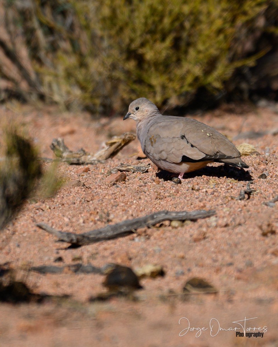 holoubek zlatoskvrnný - ML637804492
