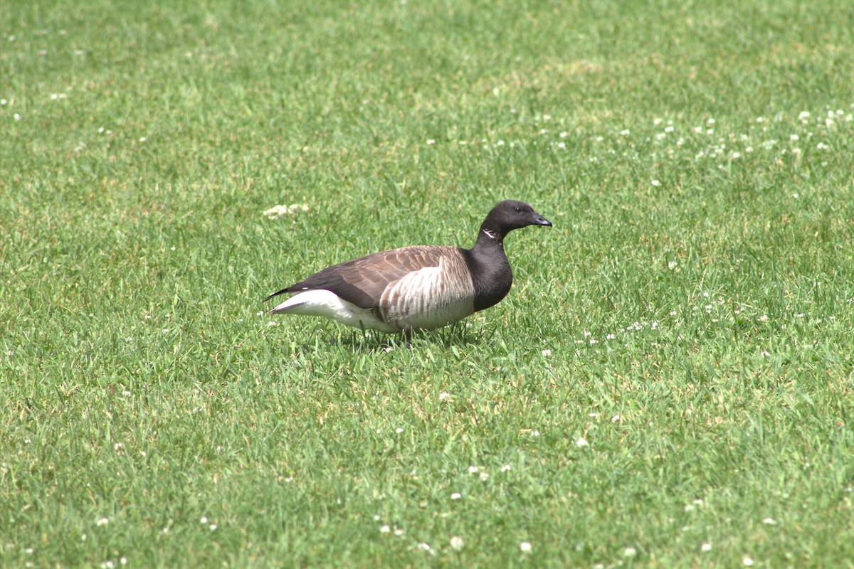 Brant (Atlantic) - ML637804516