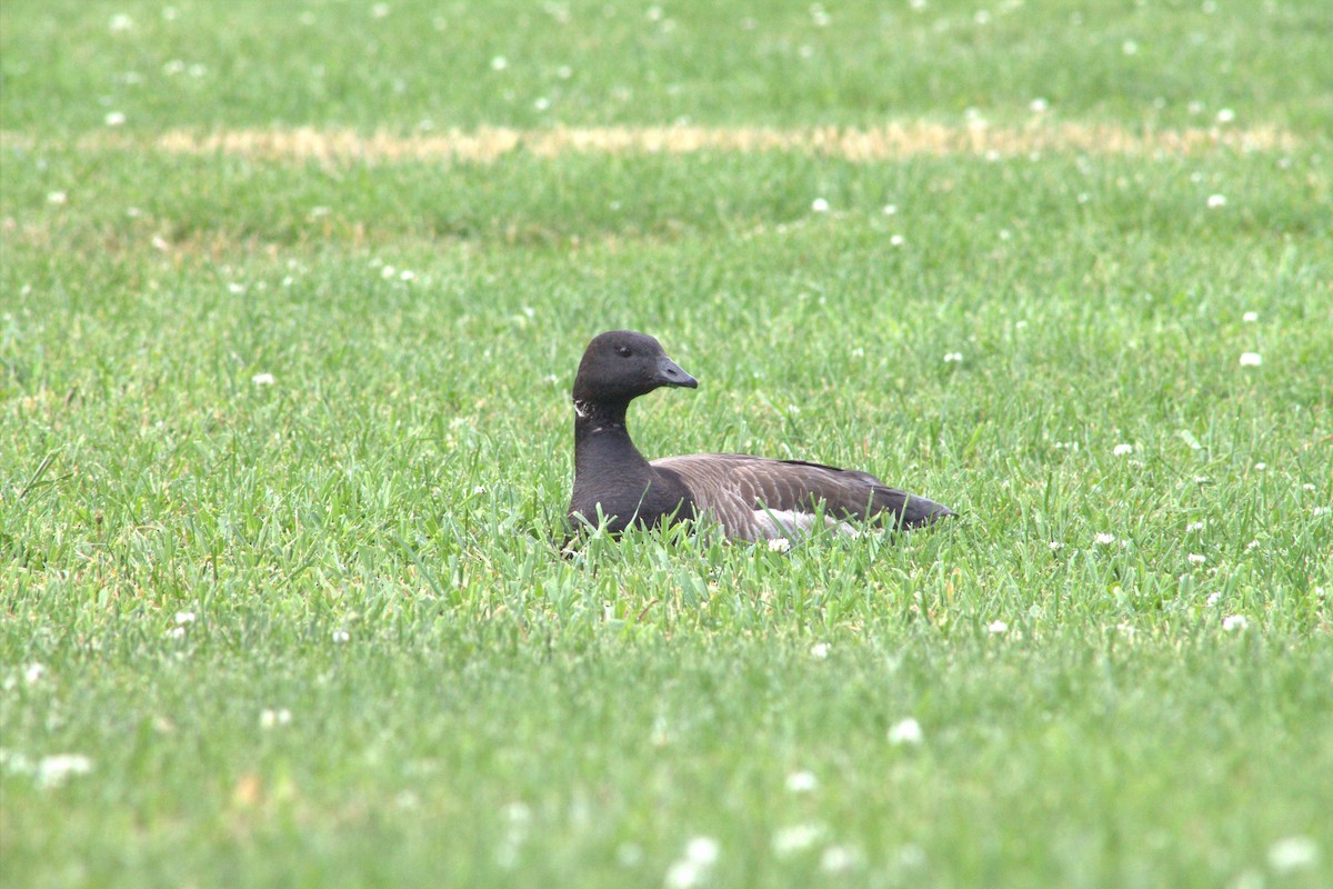 Brant (Atlantic) - ML637804517