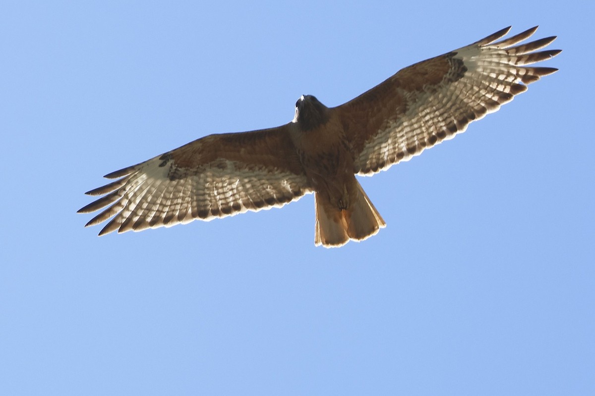 Red-tailed Hawk - ML637804537