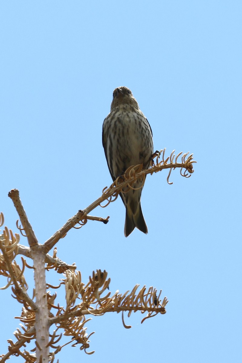 Pine Siskin - ML637804548