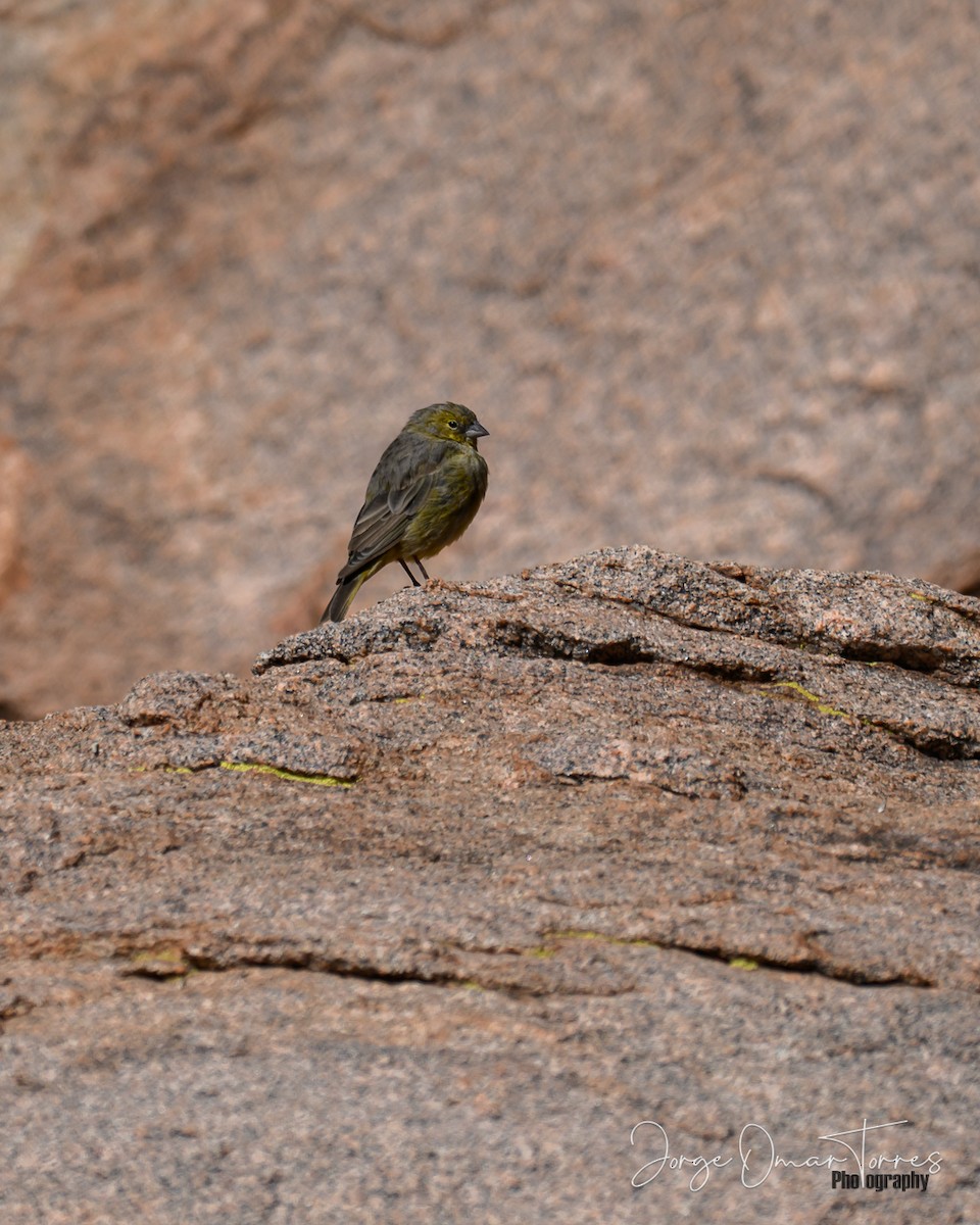 Greenish Yellow-Finch - ML637804565