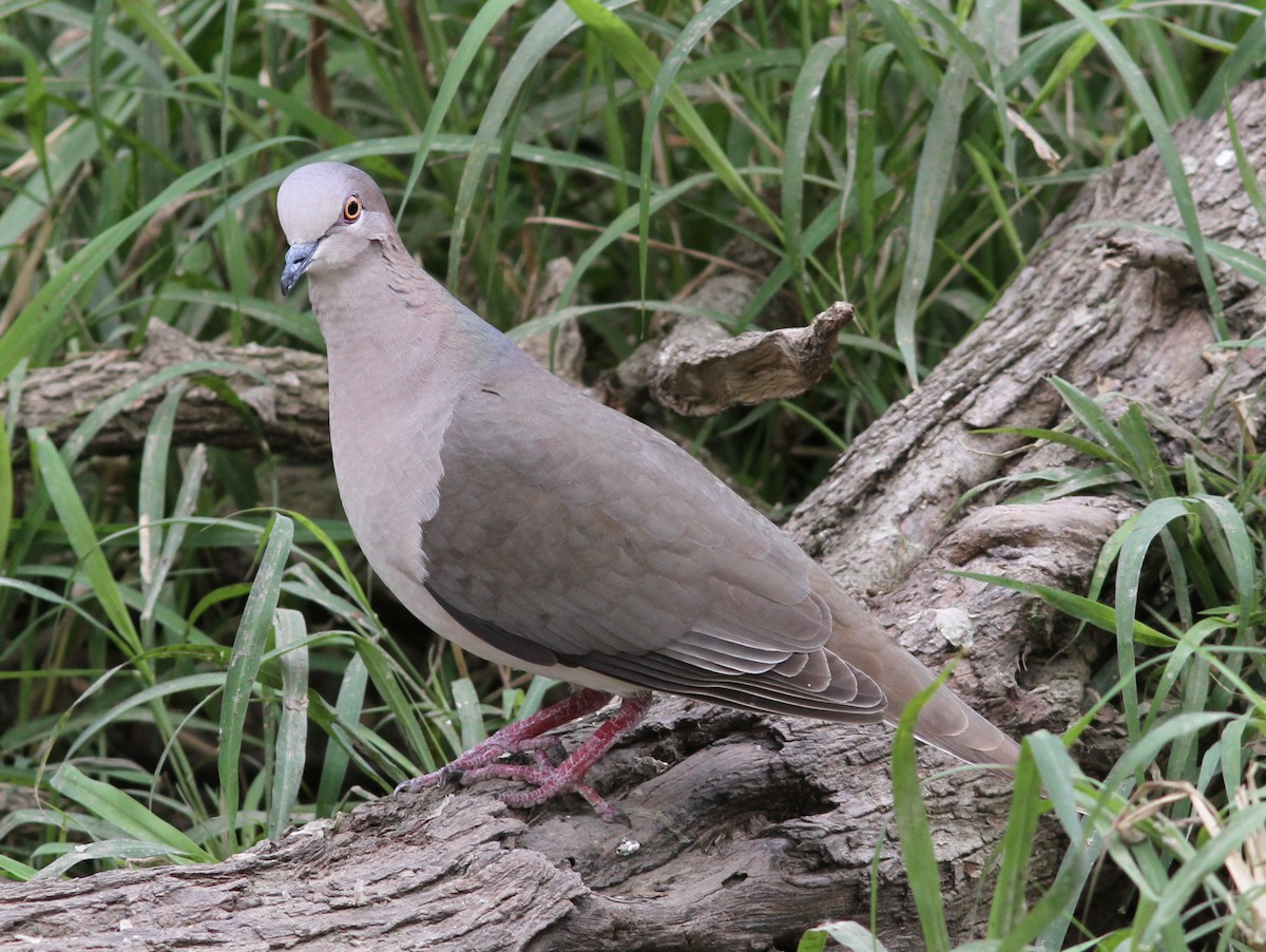 White-tipped Dove - ML637804683