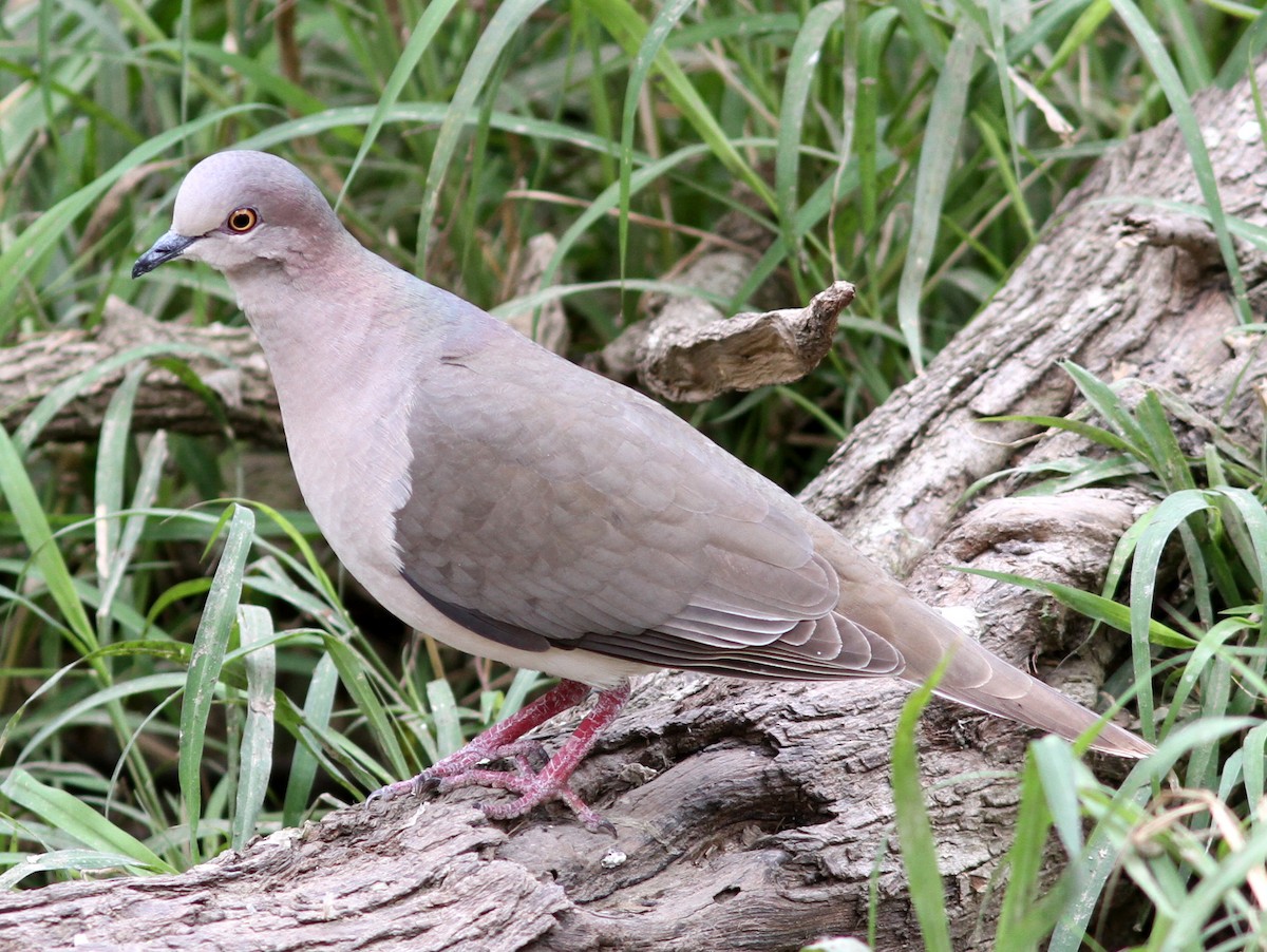 White-tipped Dove - ML637804684