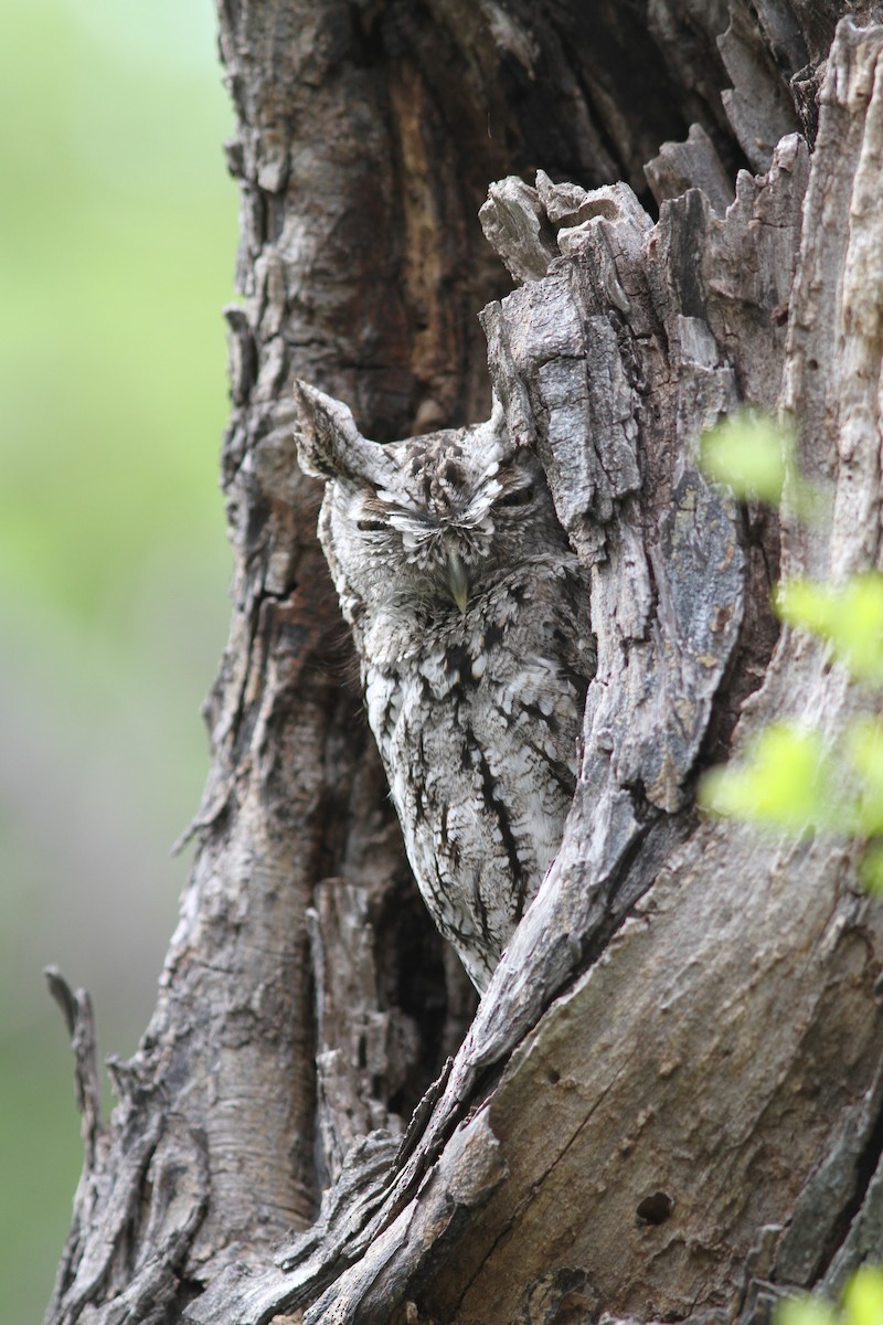 Eastern Screech-Owl - ML637804693