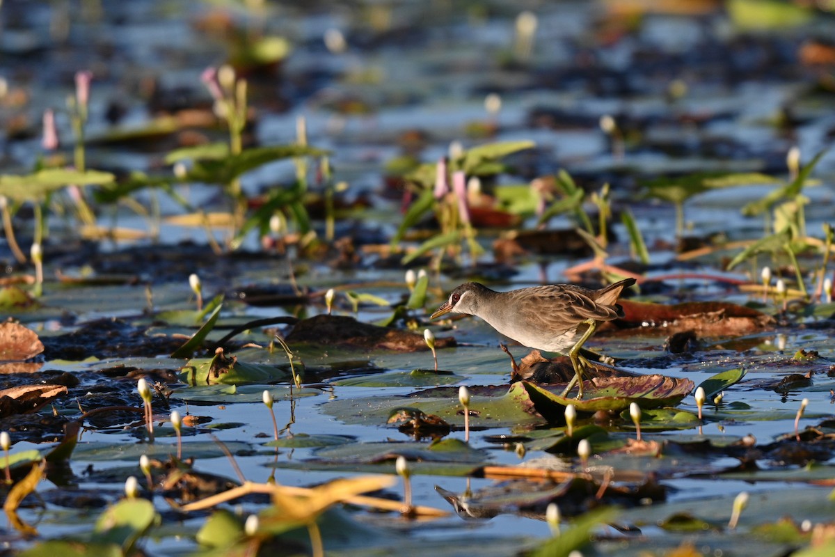 White-browed Crake - ML637804762