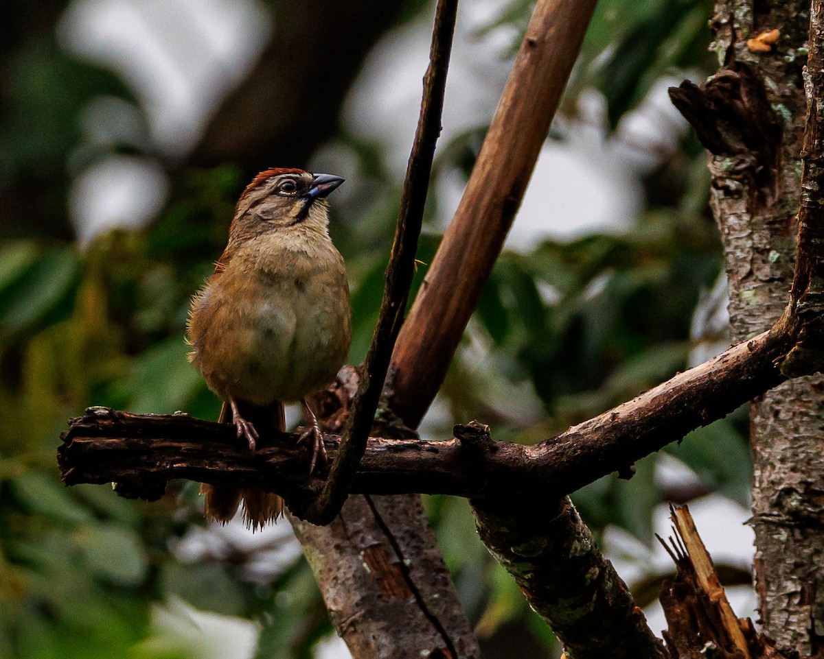 Rusty Sparrow - ML637804779