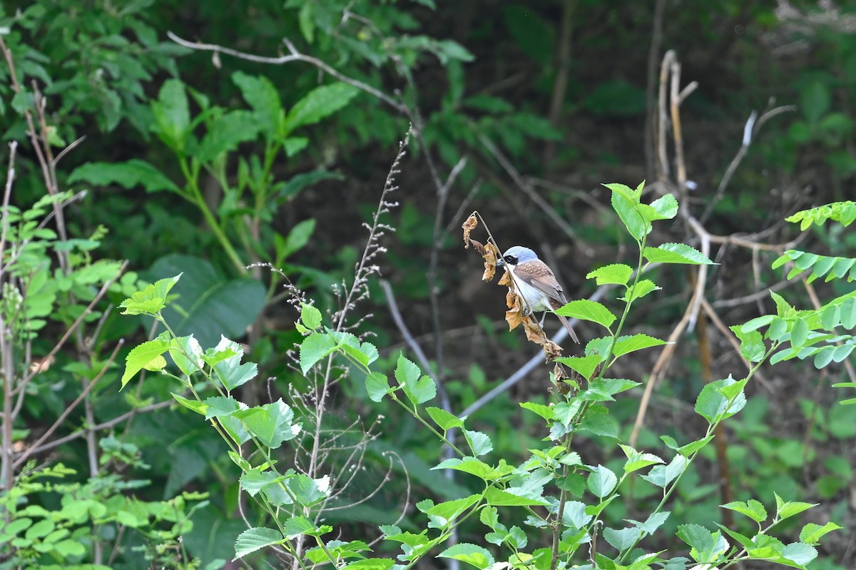 Tiger Shrike - ML637804943