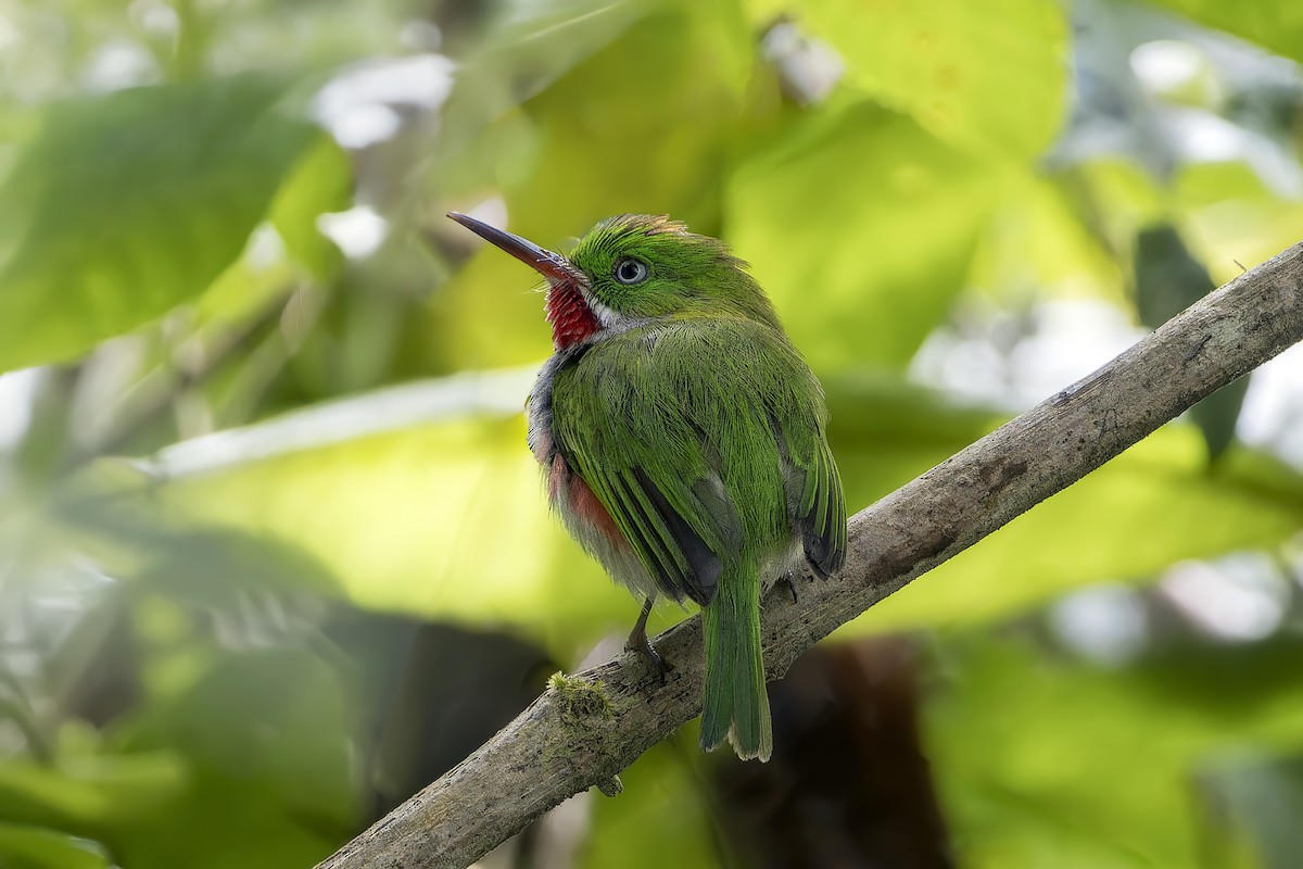 Narrow-billed Tody - ML637804976