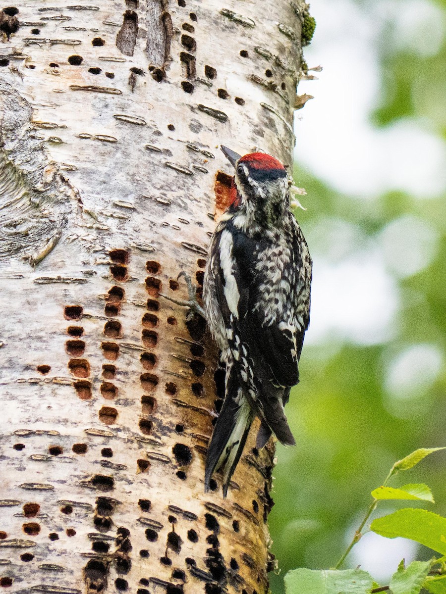 Yellow-bellied Sapsucker - ML637805025