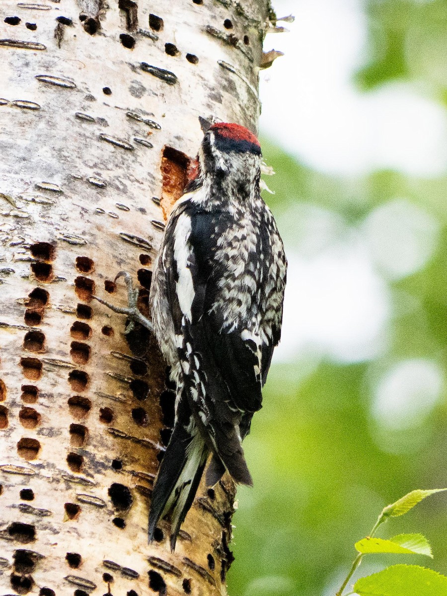 Yellow-bellied Sapsucker - ML637805026