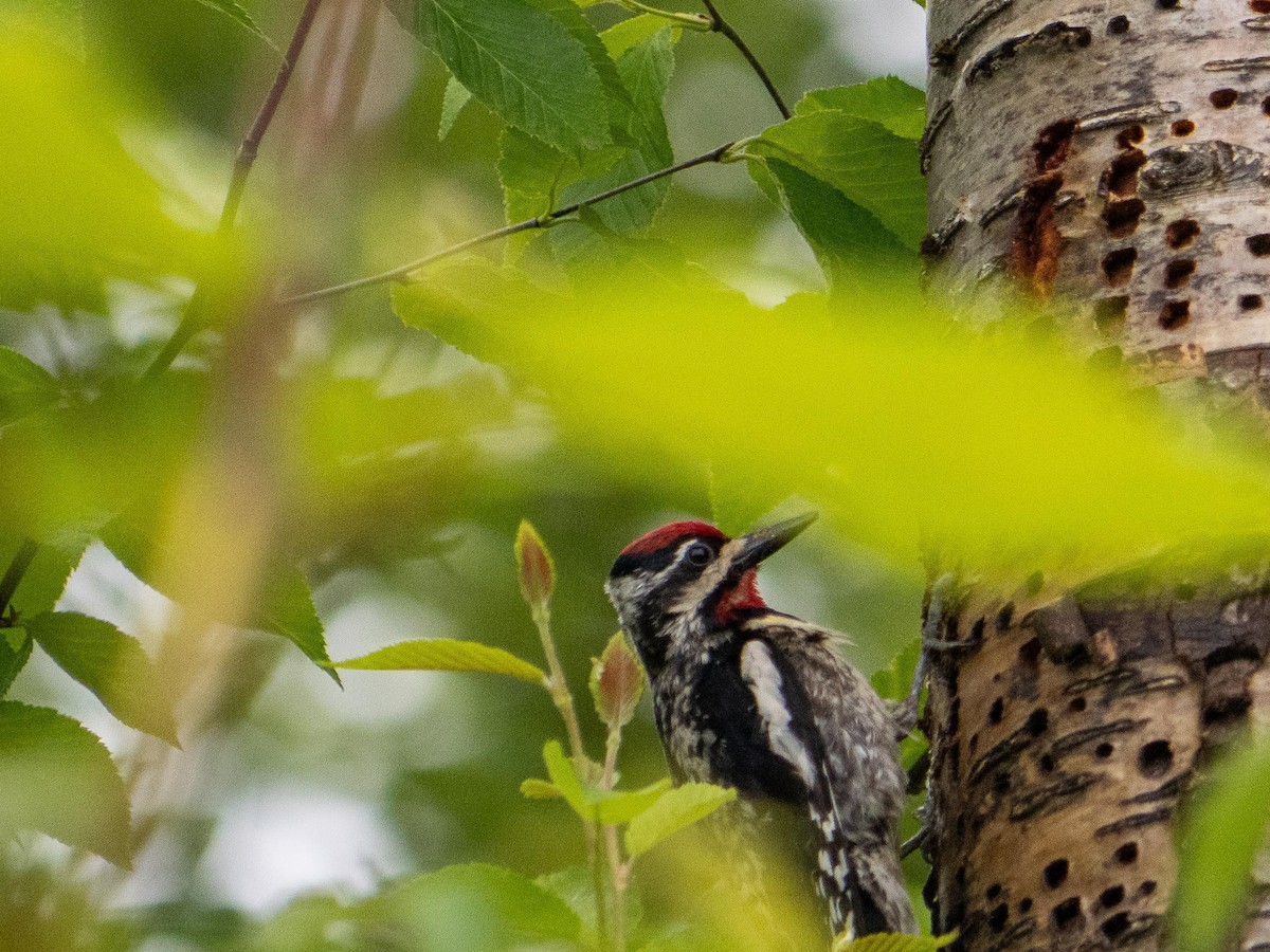 Yellow-bellied Sapsucker - ML637805027