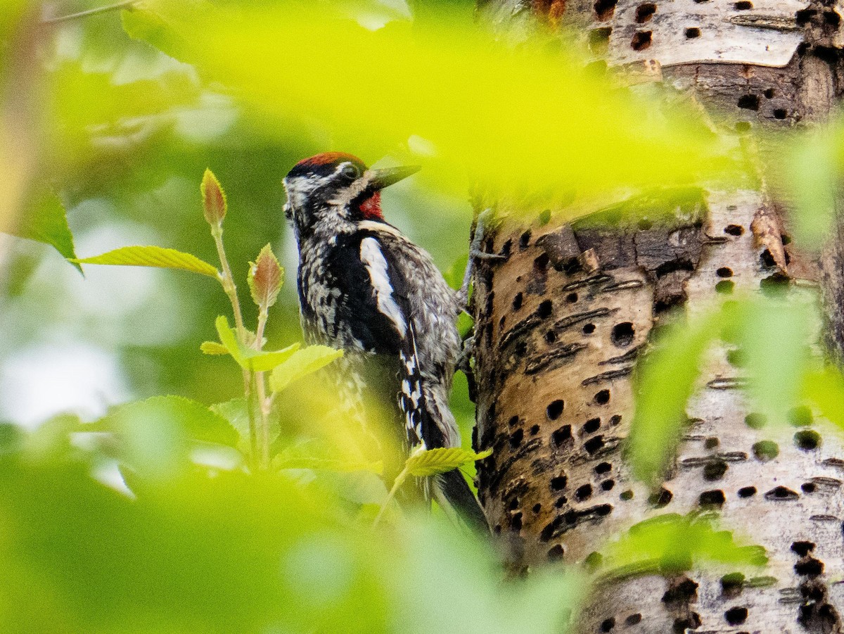 Yellow-bellied Sapsucker - ML637805028
