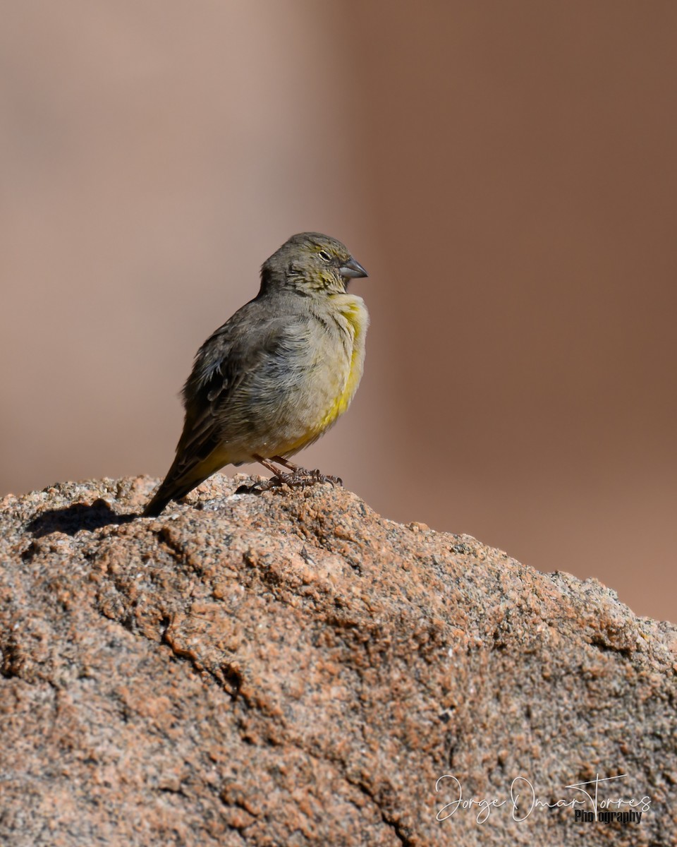 Greenish Yellow-Finch - ML637805044