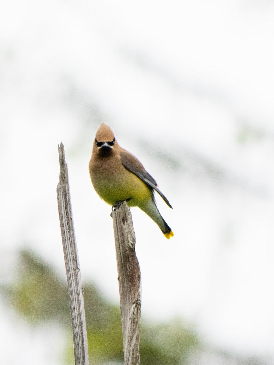 Cedar Waxwing - ML637805052
