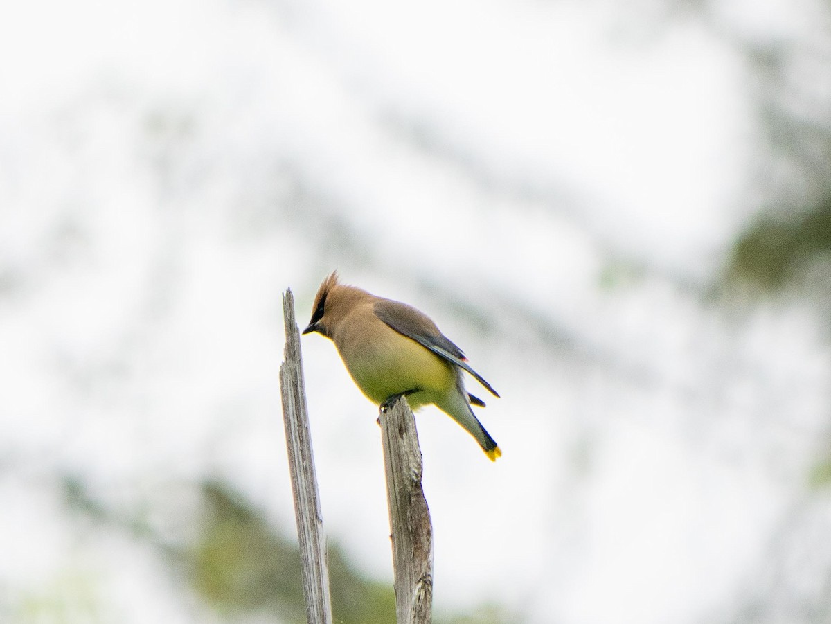 Cedar Waxwing - ML637805053