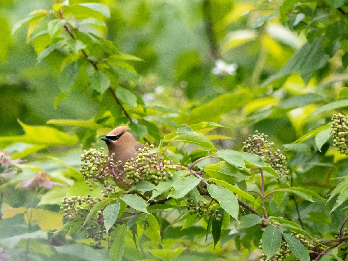 Cedar Waxwing - ML637805055