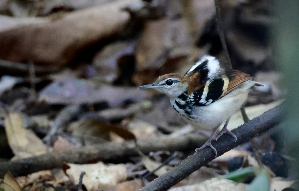 Banded Antbird - ML637805059