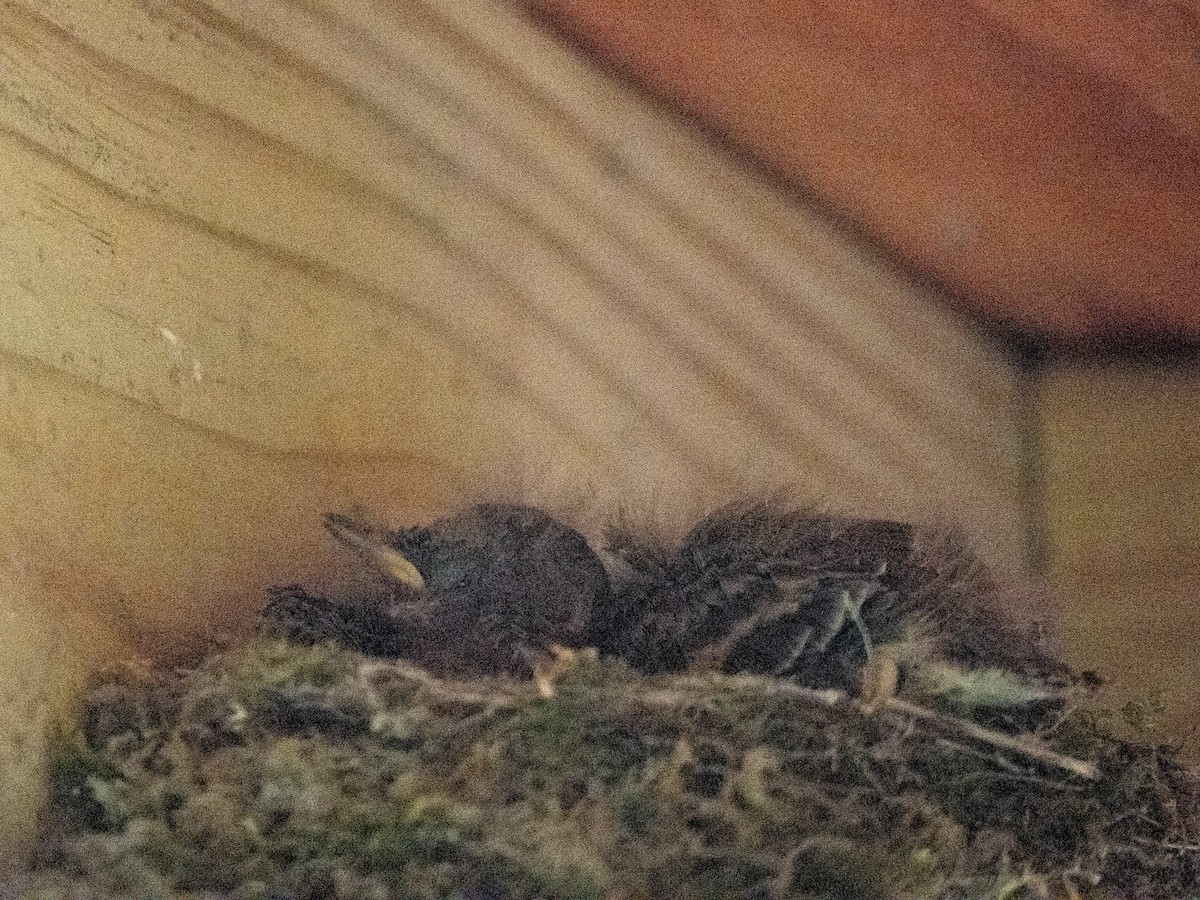 Eastern Phoebe - ML637805060