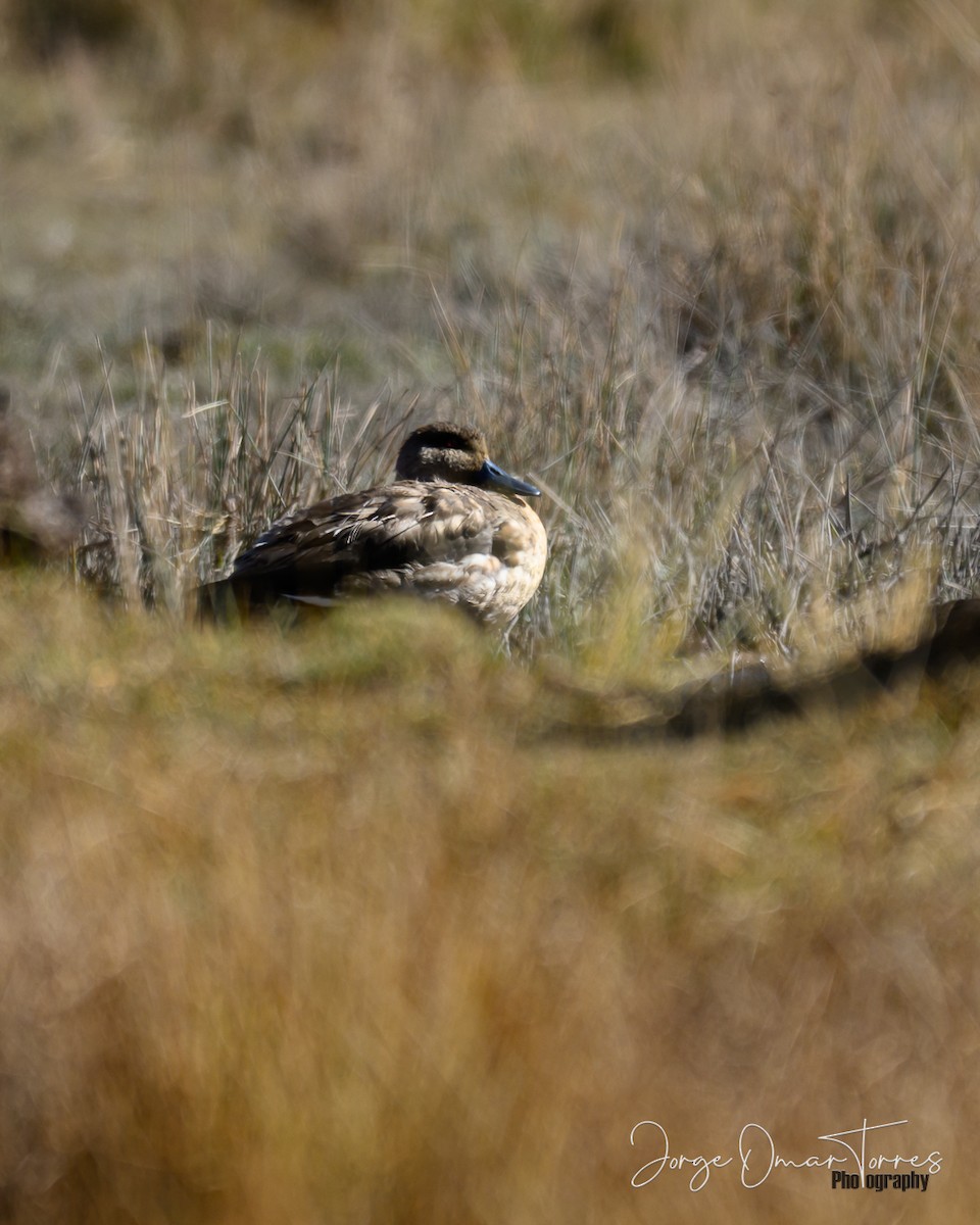 kachna vlasatá - ML637805161