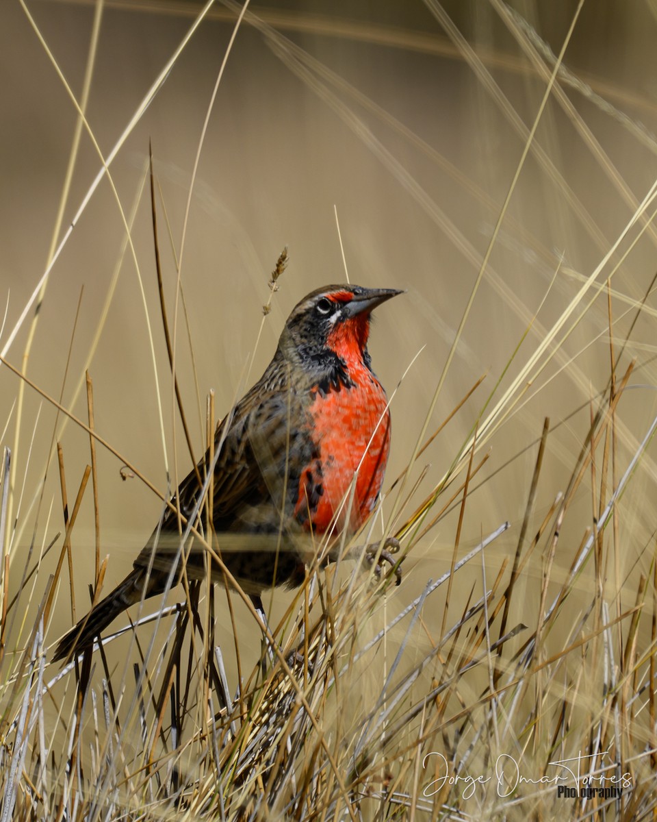 Long-tailed Meadowlark - ML637805167