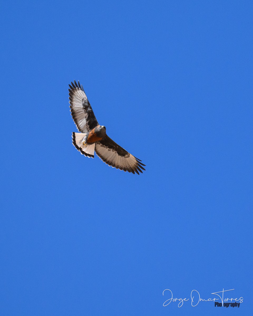 káně proměnlivá - ML637805201