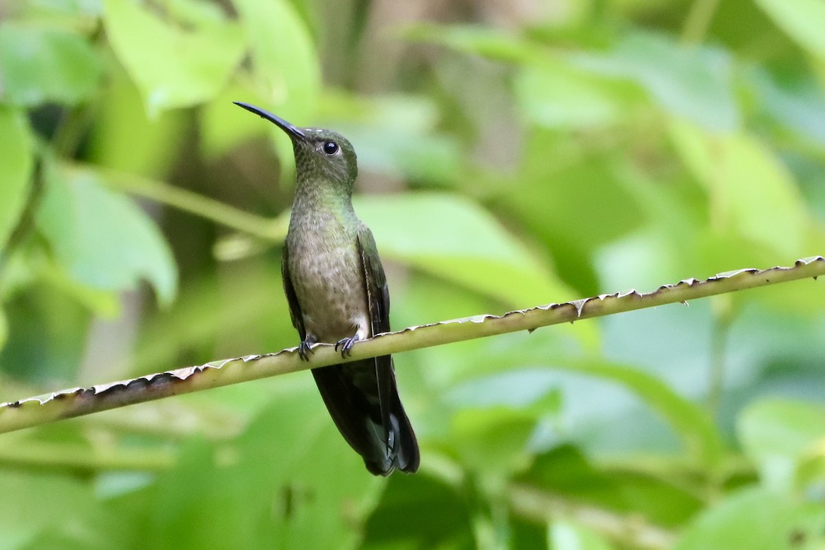Scaly-breasted Hummingbird - ML637805208