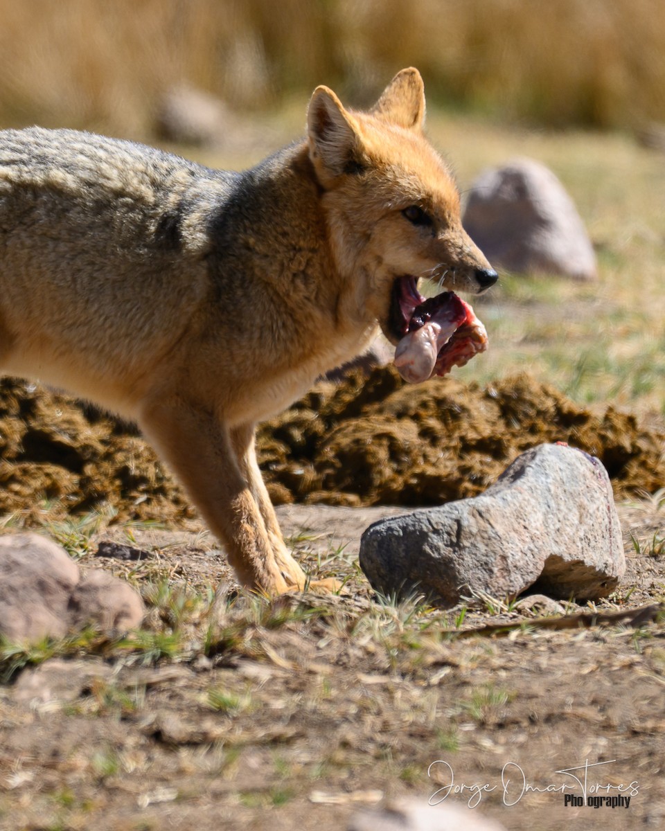 Animals - ML637805278