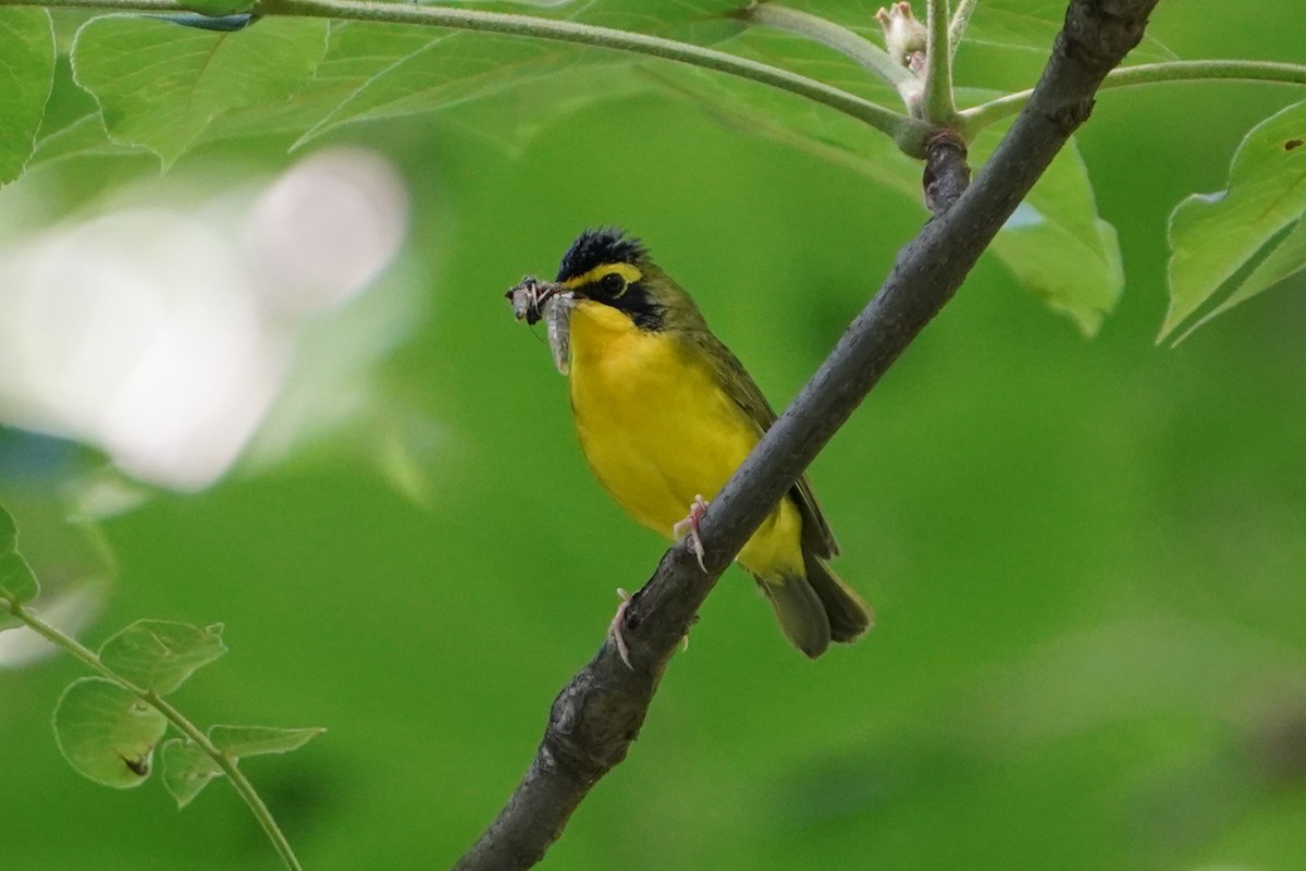 Kentucky Warbler - ML637805313