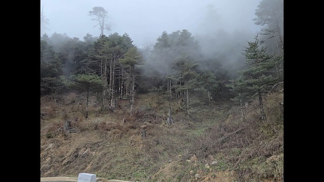 null - ML637805322