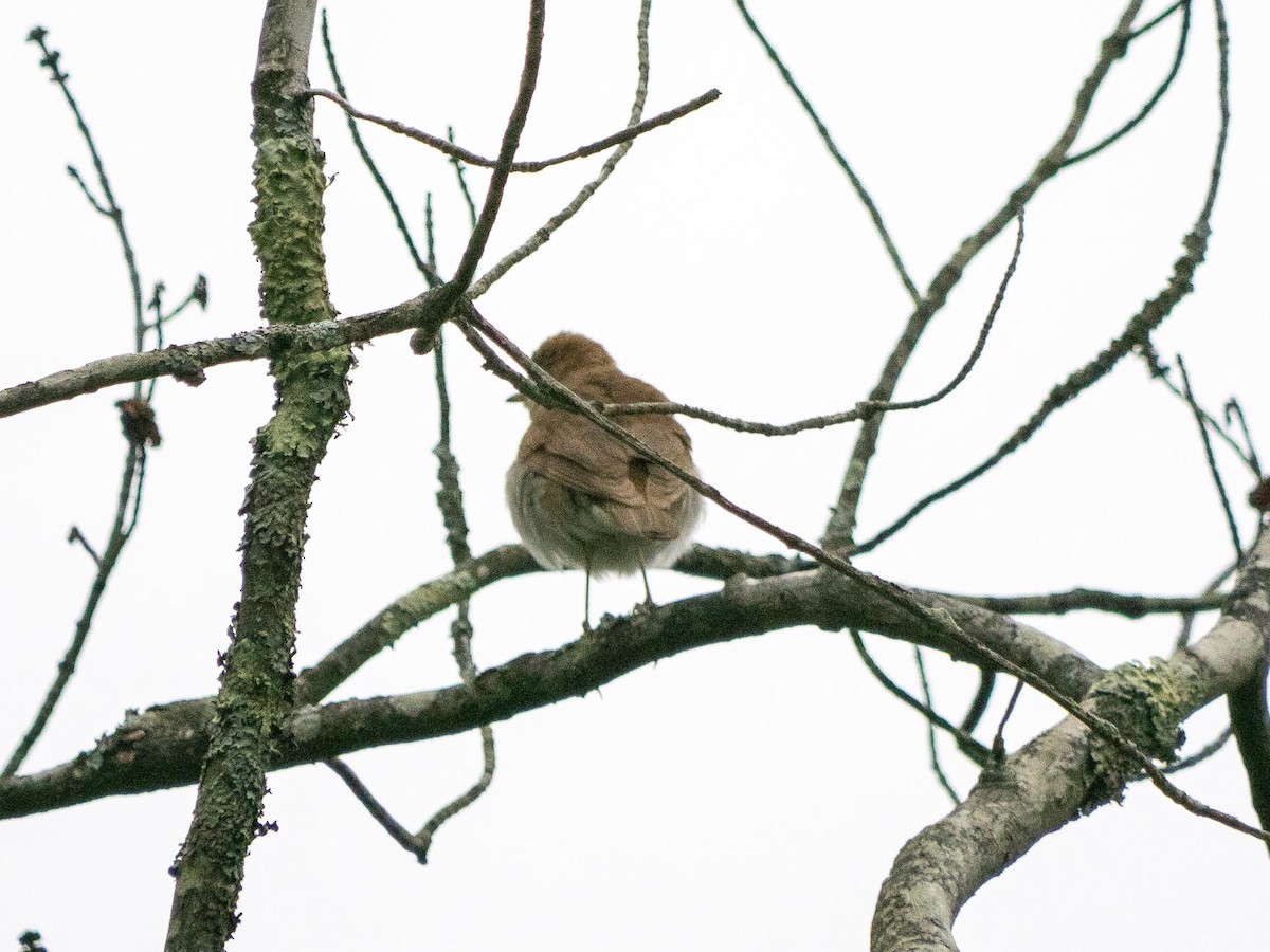 Veery - ML637805391