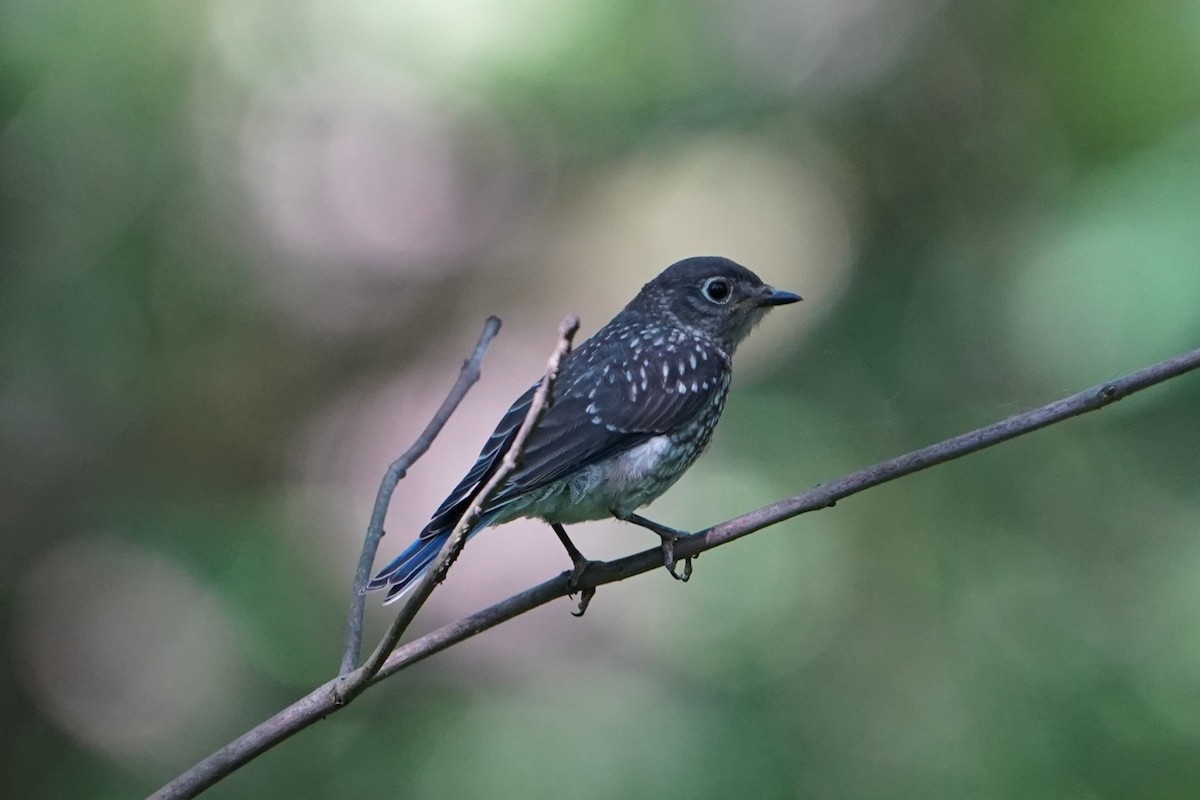 Eastern Bluebird - ML637805394