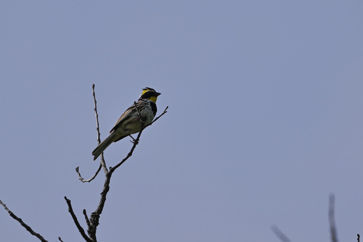 Yellow-throated Bunting - ML637805398