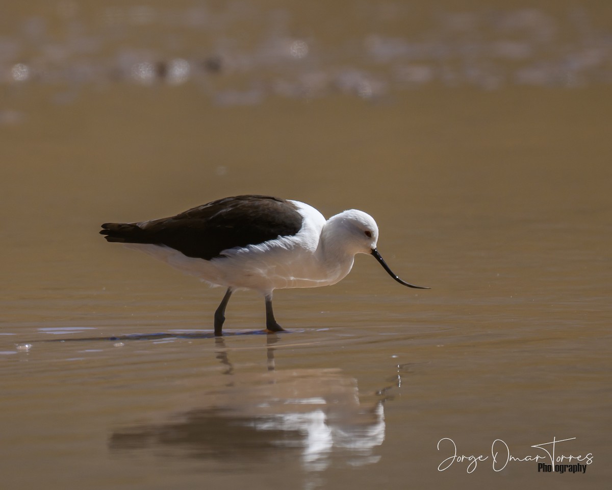 Andean Avocet - ML637805424