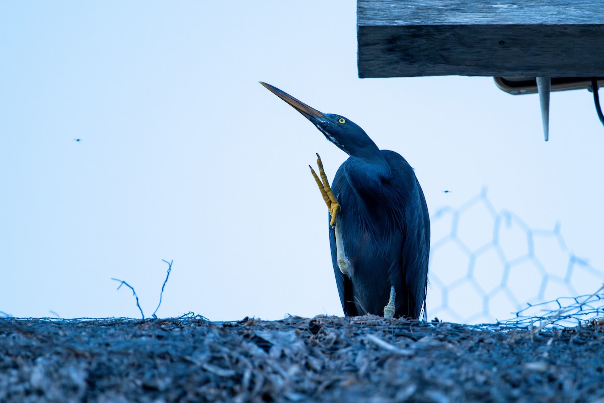 Pacific Reef-Heron - ML637805460