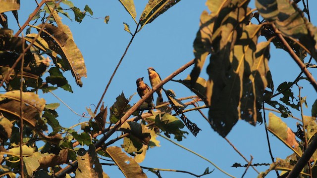 Cabezón Pechipardo - ML637805485